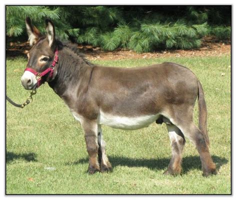 Feb 1, 2023 We look forward to the new year in hopes of again being able to share our fun, loving miniature donkeys. . Donkey for sale michigan